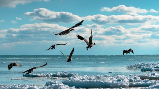 Why Some Birds Abandon Their Nests Before Hurricanes