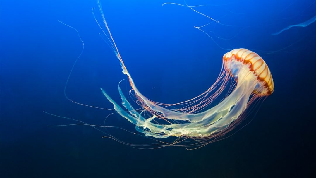 Marine Biology Says Jellyfish Have Survived Five Mass Extinction Events Including the One That Killed the Dinosaurs - Without a Brain, Without a Heart, and Without Changing Significantly in 500 Million Years
