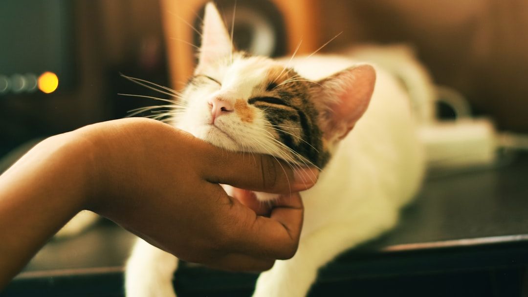 9 Cat Behaviors That Are Actually Signs Of Anxiety