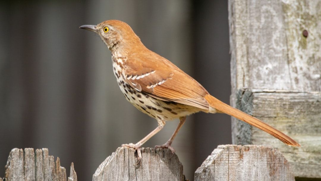 9 Birds That Mimic Sounds So Well They Fool Humans
