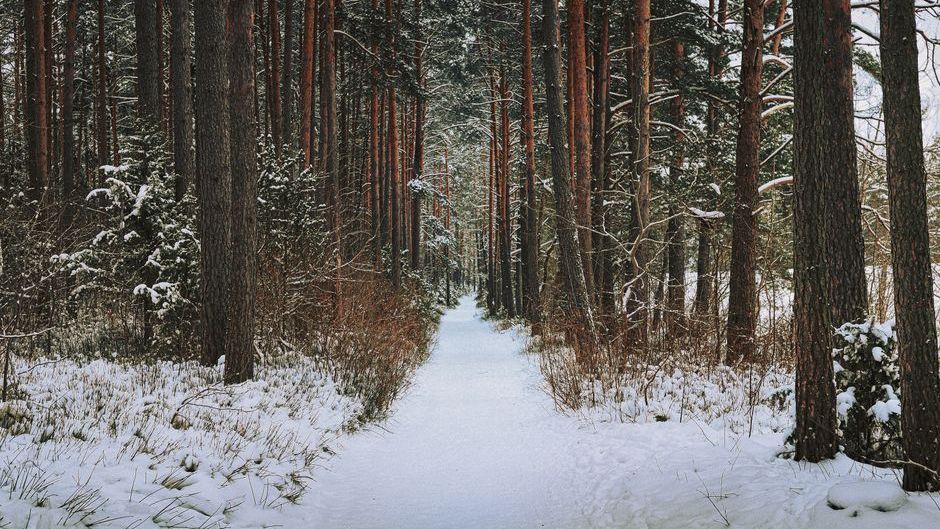 10 Native US Trees That Secretly Help Wildlife Survive Heatwaves