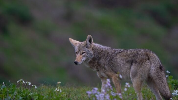 Why Some Coyotes in California Hunt During Daylight