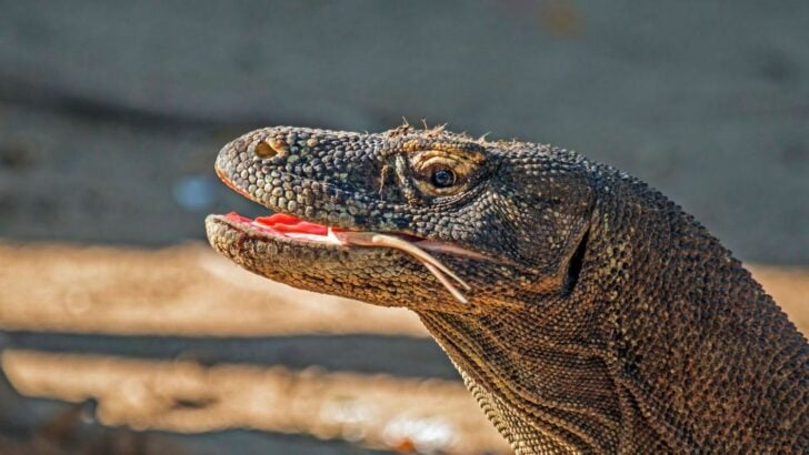 Komodo Dragons Have Venom, Not Bacteria &ndash; Here&rsquo;s What Science Now Knows