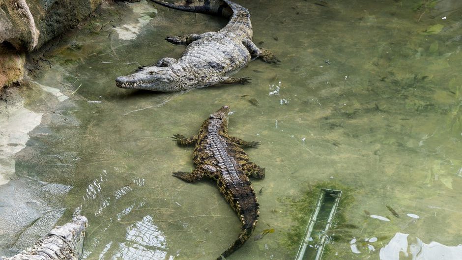 How Crocodiles Survived Every Mass Extinction So Far
