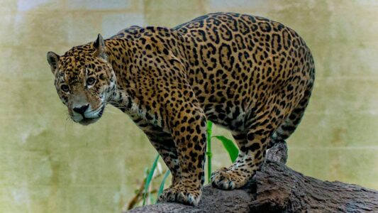Why Jaguars Are Key to the Health of the Amazon Rainforest