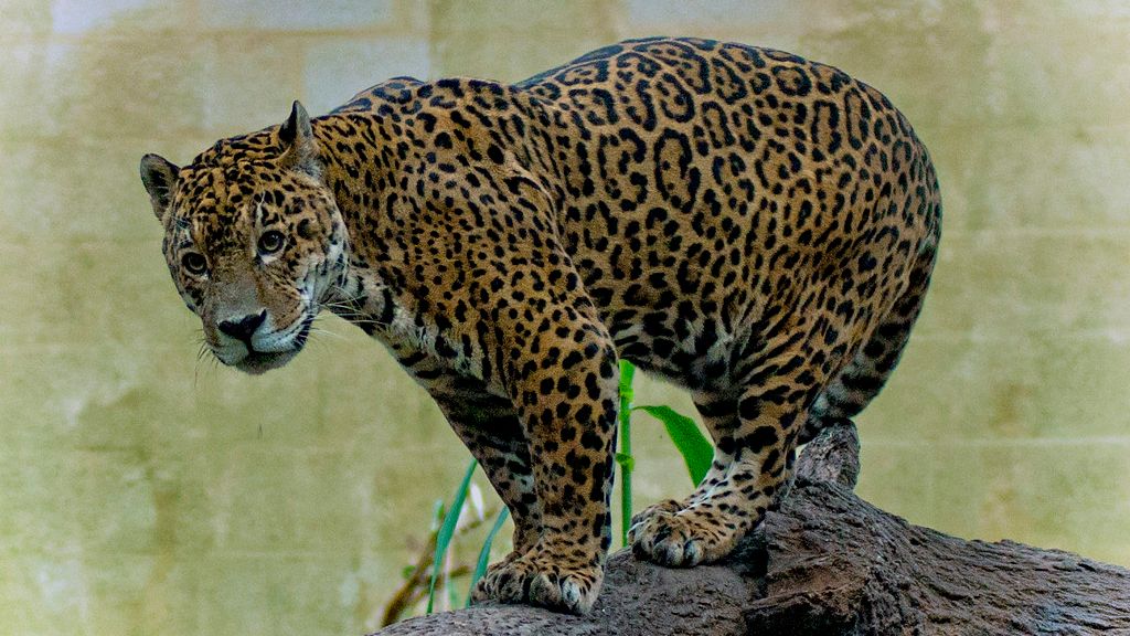 Why Jaguars Are Key to the Health of the Amazon Rainforest