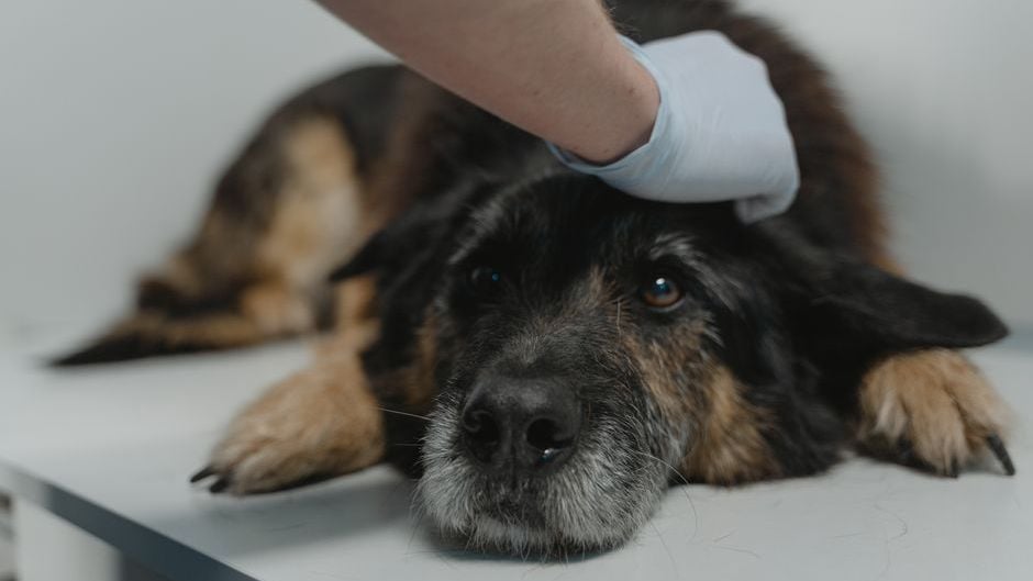 Why Some Dogs Choose to Die Alone - The Heartbreaking Truth Vets Never Share