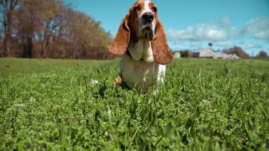 9 Dog Breeds That Are Born to Live With Introverts &ndash; And Know When to Give Space