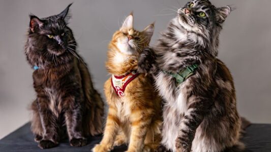 Top Cat Breeds for Every Zodiac Element – Fire to Water