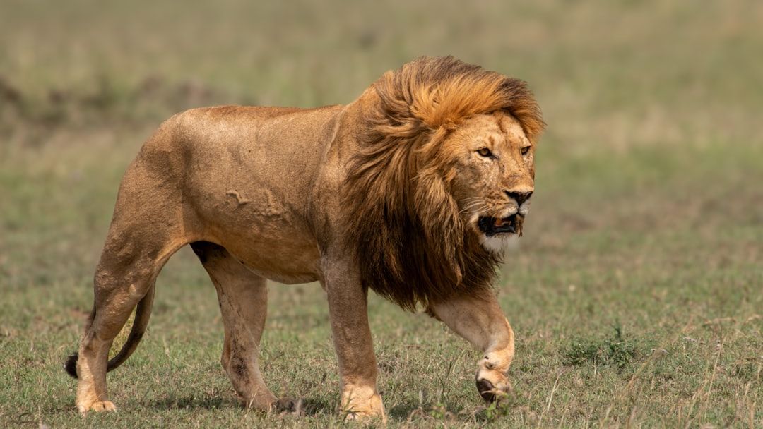 Why Protecting Apex Predators Like Lions And Crocodiles Saves Entire Ecosystems