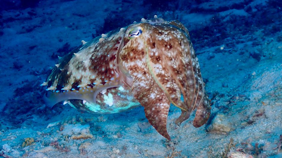 10 Animals That Use Deception to Survive - Proven by Science
