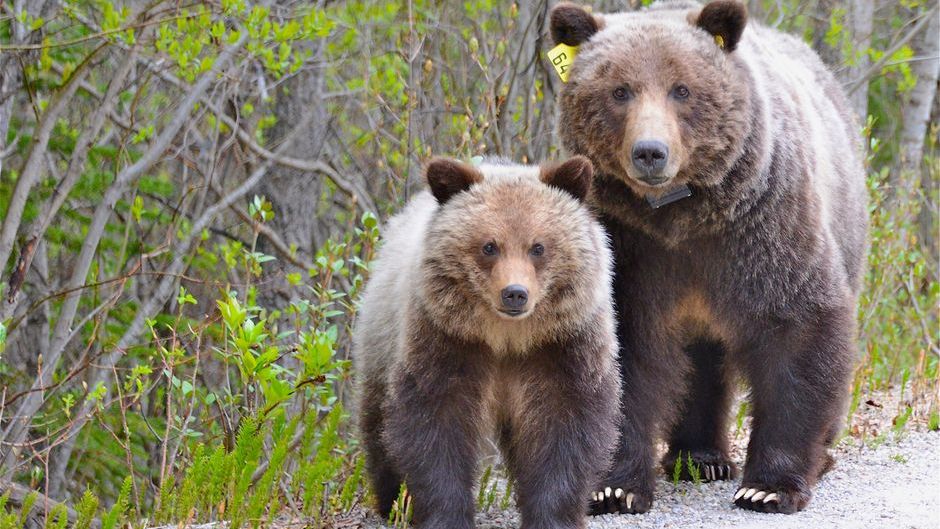 11 Animal Behaviors That Prove Nature Has Its Own Science of Emotions