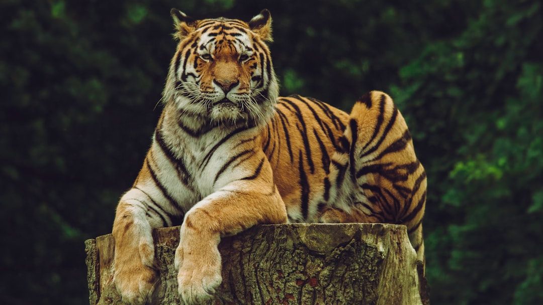 14 Myths About Lions and Tigers That People Still Believe (But Should Not)