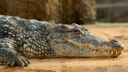 Crocodiles Haven’t Changed in 200 Million Years – Here’s the Science Behind Their Survival