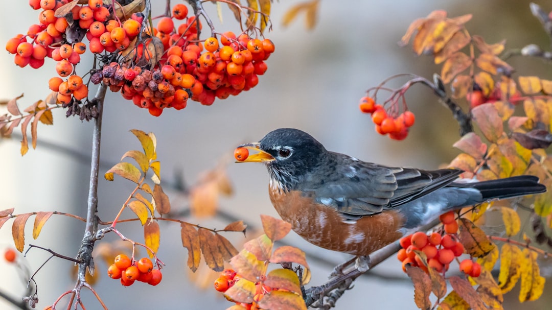 10 Popular Garden Birds in North America and How to Ensure They Keep Returning