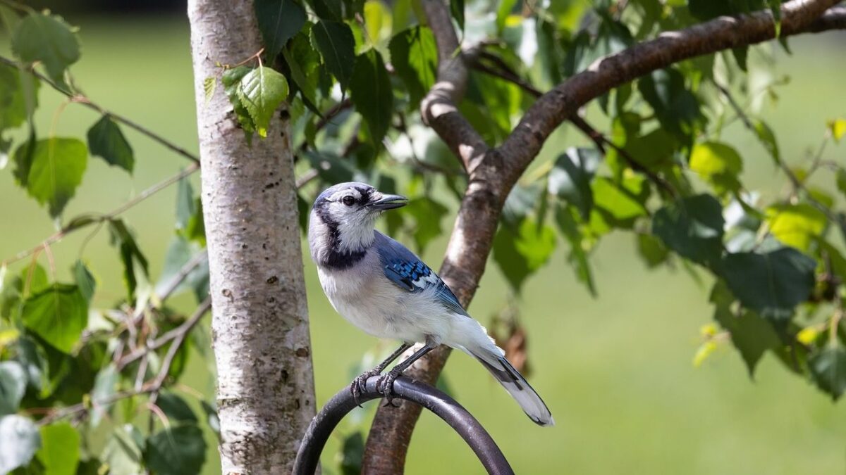 What It Means When You See a Blue Jay at Your Window Every Morning (The Pattern Ornithologists Finally Explain)