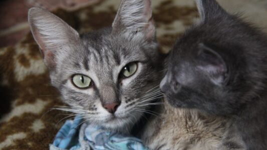 The Zodiac Signs That Cats Choose as Their Favorite Person (And Why They Ignore Everyone Else)