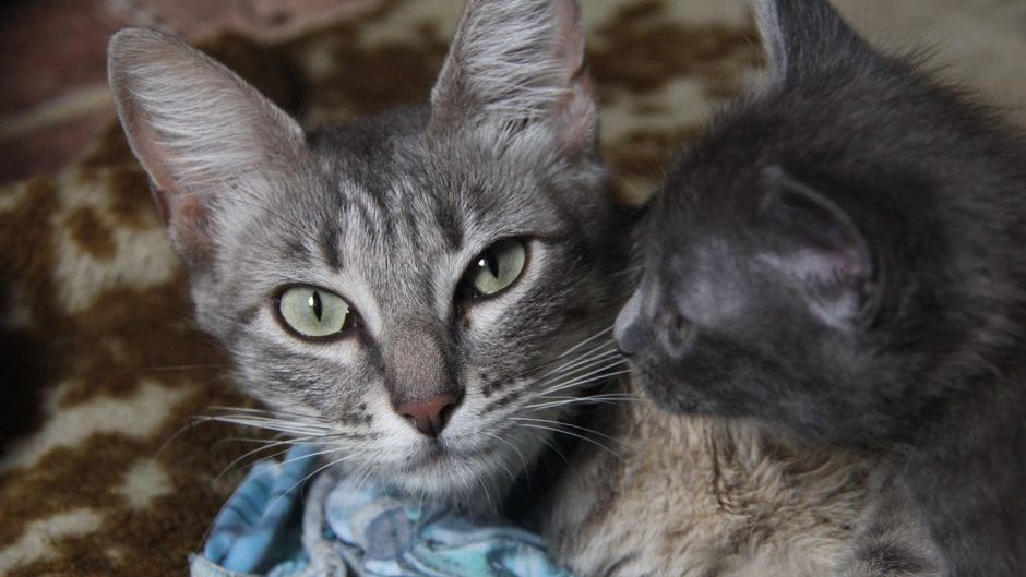 The Zodiac Signs That Cats Choose as Their Favorite Person (And Why They Ignore Everyone Else)