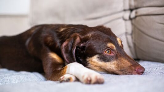 8 Sounds Your Dog Makes That Mean &lsquo;I&rsquo;m in Pain&rsquo; (That Most Owners Mistake for Something Else)