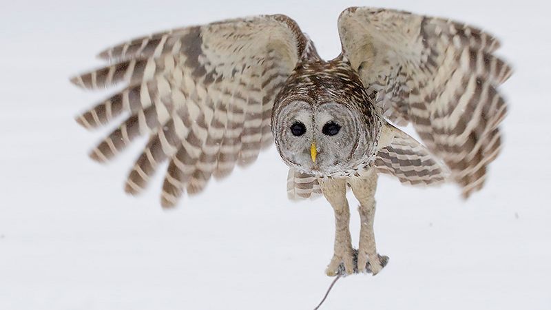 Why Owls Appear Near Your House Right Before a Major Life Change (According to Wildlife Behaviorists)