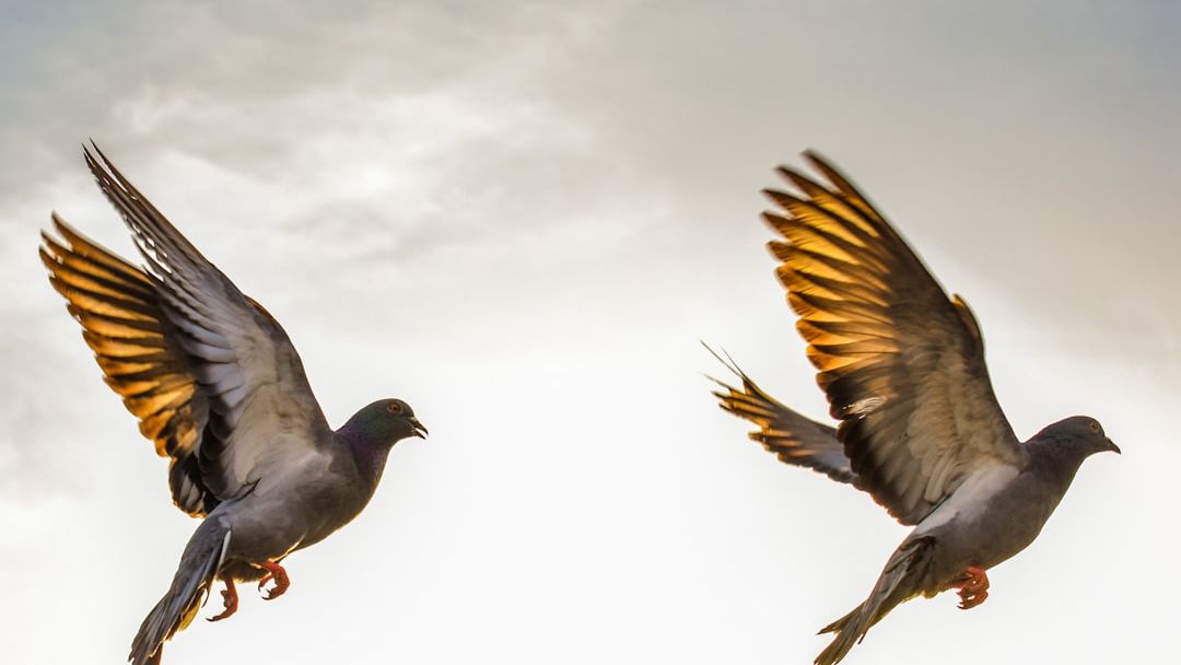 12 Things Hummingbirds Do Minutes Before a Storm (That Your Garden Camera Might Have Caught)