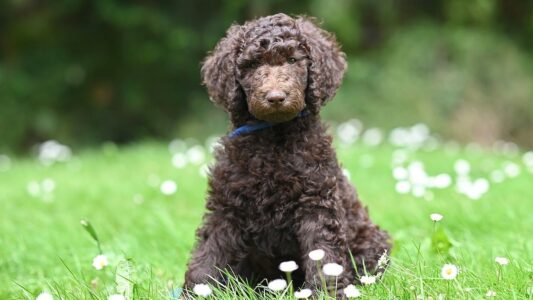 The Dog Breed Your Birth Month Says You Were Meant to Rescue