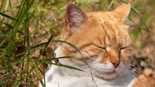 Feline Psychology Says When a Cat Slowly Blinks at You It’s Not Affection – It’s a Survival Instinct They Can’t Turn Off