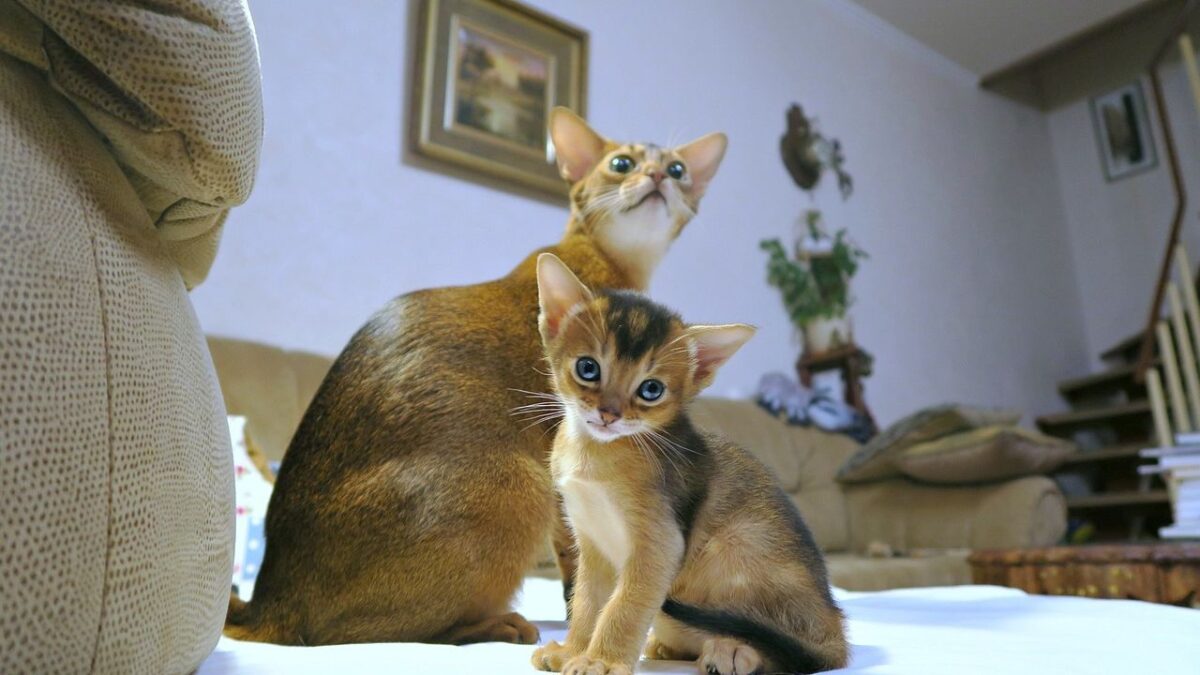 The Cat Breed Each Zodiac Sign Will Form an Unbreakable Bond With