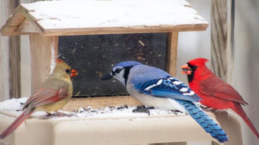 What It Means When You See Blue Jays Fighting Cardinals in Your Yard (The Ancient Rivalry Explained)