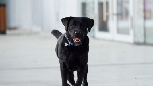 Dog Psychology Says Dogs Who Stare At Walls Aren&rsquo;t Being Weird &ndash; They&rsquo;re Detecting Something You Physically Cannot Sense
