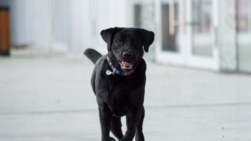 Dog Psychology Says Dogs Who Stare At Walls Aren't Being Weird – They're Detecting Something You Physically Cannot Sense