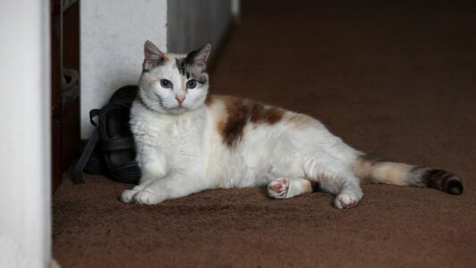 9 Things Cats Do in the Middle of the Night That Reveal They’re Guarding You From Danger