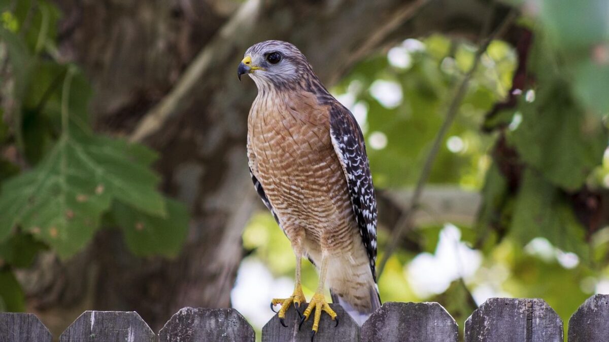 What It Means When You See a Hawk Sitting Still on Your Fence at Sunrise (According to Wildlife Experts)