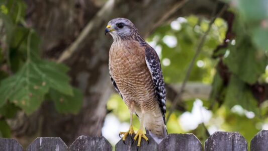 What It Means When You See a Hawk Sitting Still on Your Fence at Sunrise (According to Wildlife Experts)