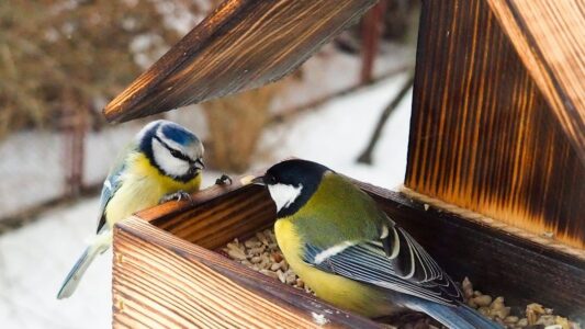 Why You Keep Finding Dead Birds in the Same Spot in Your Yard (Wildlife Experts Finally Explain)