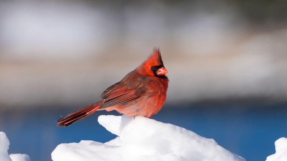 The Zodiac Signs That Cardinals Visit Most Often (And What They're Trying to Tell You)