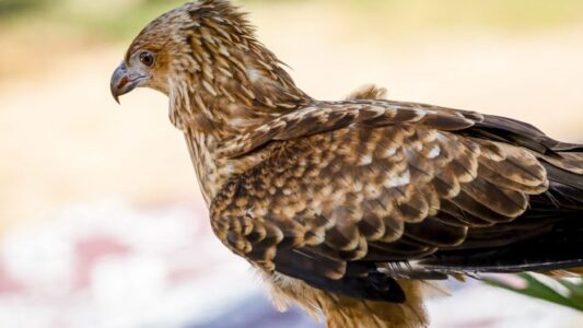 What Happens When You See the Same Hawk Every Day for a Week (According to Ornithologists and Ancient Belief)