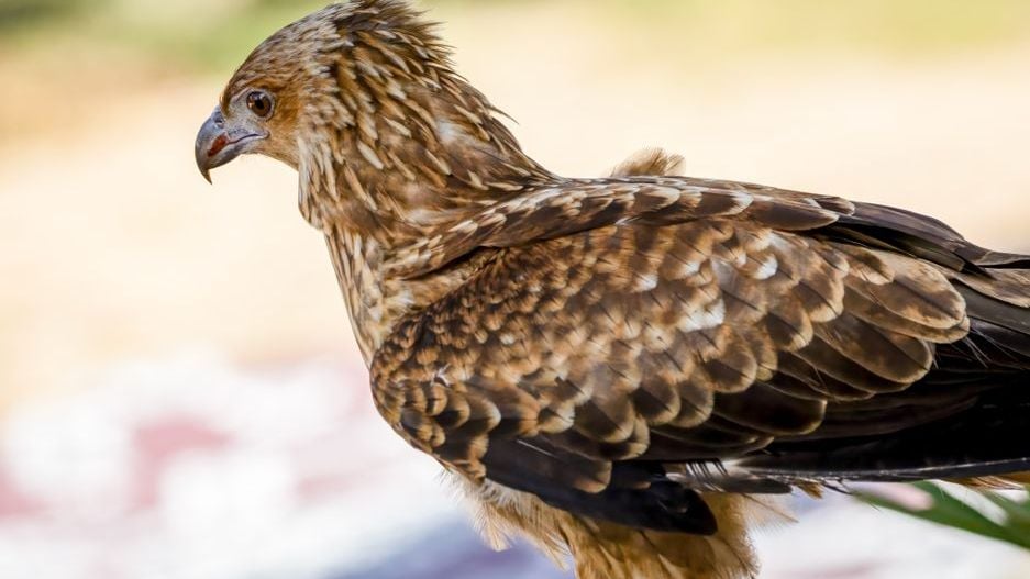 What Happens When You See the Same Hawk Every Day for a Week (According to Ornithologists and Ancient Belief)