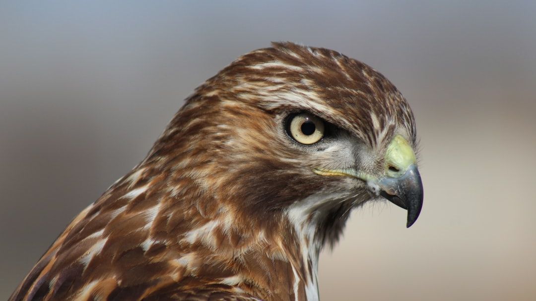 What It Means When You See a Hawk Sitting Still on Your Fence at Sunrise (According to Wildlife Experts)