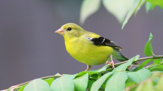 12 Common Backyard Birds You Should Know (And How They Benefit Your Garden)