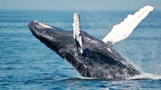 What Happens Inside a Whale's Body When It Dives 3,000 Feet Below the Surface