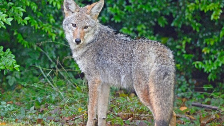 Why Coyotes Always Stop and Stare at You Before Running Away (The Behavior Experts Just Decoded)