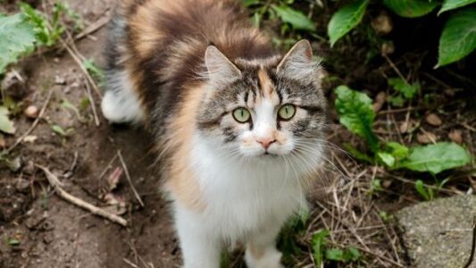 What It Actually Means When a Stray Cat Chooses Your Porch and Won’t Leave