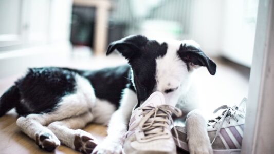 8 Times Your Dog Knows You&rsquo;re About to Leave Before You Even Touch Your Keys