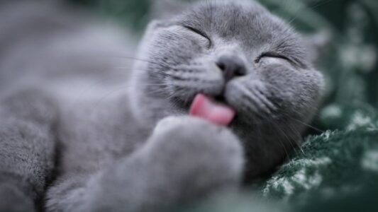 8 Things Cats Do in the Middle of the Night That Actually Serve a Purpose