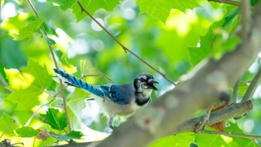 Why Blue Jays Scream at Your Window at 6 AM (Ornithologists Finally Have an Answer)