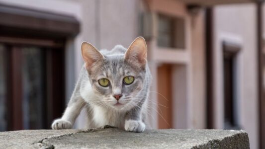 Animal Psychology Says When Your Cat Stares at the Wall It&rsquo;s Detecting Movement Your Eyes Can&rsquo;t See