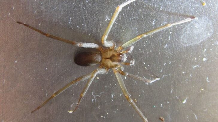 The Most Venomous Spider in the Continental United States Lives in One Specific Region and Almost No One Who Lives There Knows It