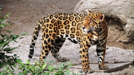 The Only Place in North America Where You Can Legally Watch a Wild Jaguar From the Roadside – and Why Almost No One Makes the Trip