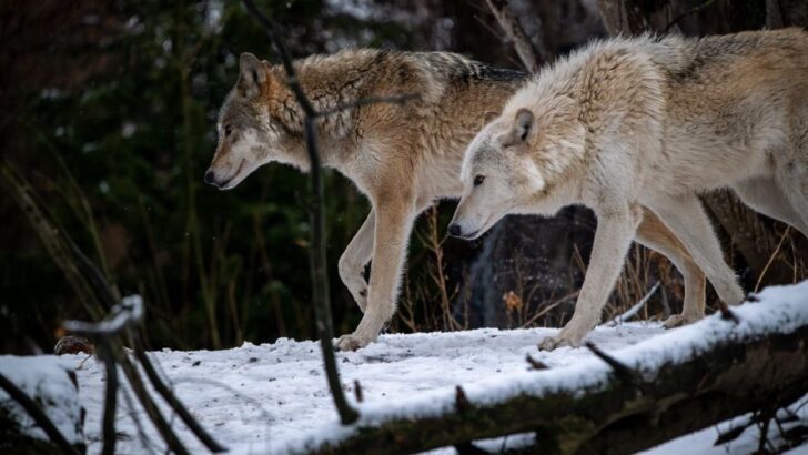 Scientists Confirmed a New Wolf Pack in Colorado Last Spring and the Territory It Has Claimed Runs Through an Area Hikers Use Every Weekend